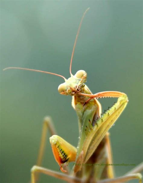 Mante religieuse (Mantis religiosa), de la ponte à l ...